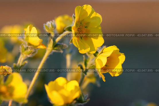 Лапчатка (Potentilla). Желтые цветы крупным планом. Красивые цветущие полевые цветы тундры. Растения, произрастающие в Арктике. Северная флора. Чукотка, Россия. Малая глубина резкости. Размытый фон. Стоковое фото, фотограф Андрей Степанов / Фотобанк Лори