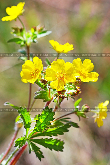 Лапчатка распростертая ( Potentilla humifusa Willd. ex Schlecht ). Дикорастущие растения Сибири. Стоковое фото, фотограф Евгений Мухортов / Фотобанк Лори
