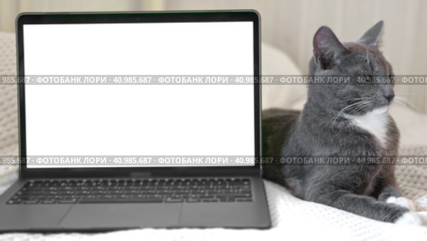 Laptop with white screen chromakey against Cat. Little gray cute sleepy Kitten. Online shopping, websites for pets, application. Mockup. Fluffy pet near white background with advertising copy space. Стоковое видео, видеограф Марина Демидюк / Фотобанк Лори
