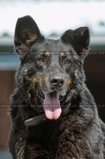 Large black mongrel dog collar in summer. Стоковое фото, фотограф Анна Кривицкая / Фотобанк Лори