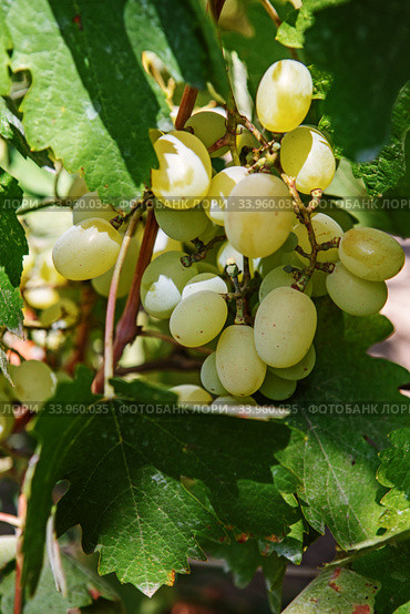 Large bunch of white wine grapes hang from a vine. Winemaking. Стоковое фото, фотограф Nataliia Zhekova / Фотобанк Лори