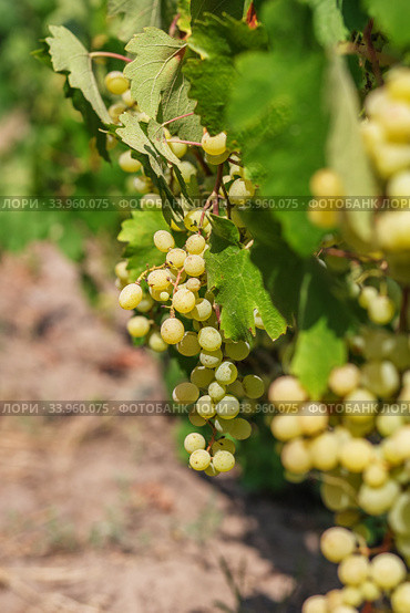 Large bunch of white wine grapes hang from a vine. Стоковое фото, фотограф Nataliia Zhekova / Фотобанк Лори