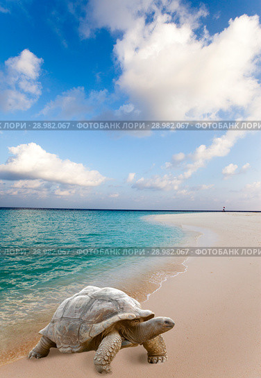 Large turtle (Megalochelys gigantea) at the sea edge on background of a tropical landscape. Стоковое фото, фотограф Куликов Константин / Фотобанк Лори