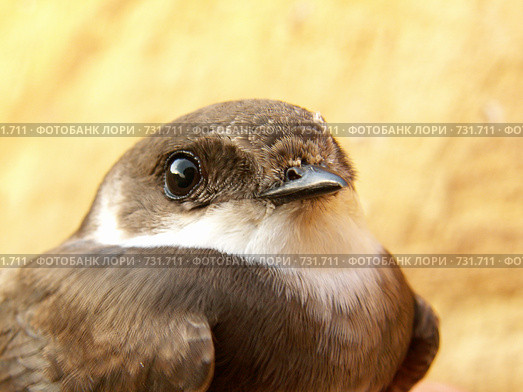 Ласточка береговая, Береговушка, Riparia riparia, Sand Martin. Стоковое фото, фотограф Василий Вишневский / Фотобанк Лори