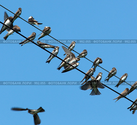 Ласточка-береговушка, Riparia riparia, Sand Martin, Bank Swallow. Стоковое фото, фотограф Василий Вишневский / Фотобанк Лори