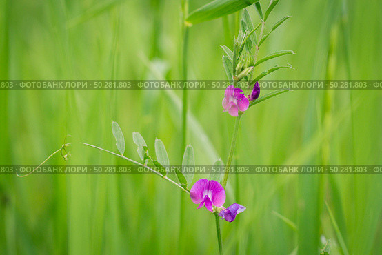 Lathyrus palustris, marsh pea, blooming Pink flowers very nice. Стоковое фото, фотограф Марина Демидюк / Фотобанк Лори