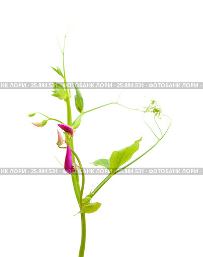 Lathyrus tingitanus,Tangier pea. Стоковое фото, фотограф Tamara Kulikova / Фотобанк Лори