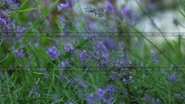 Лаванда, цветы. Безветренно. Lavender, flowers. It's windless. Стоковое видео, видеограф Краснова Ирина / Фотобанк Лори