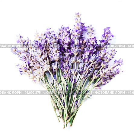 Lavender flowers. Стоковое фото, фотограф Волошина Мария Ивановна / Фотобанк Лори