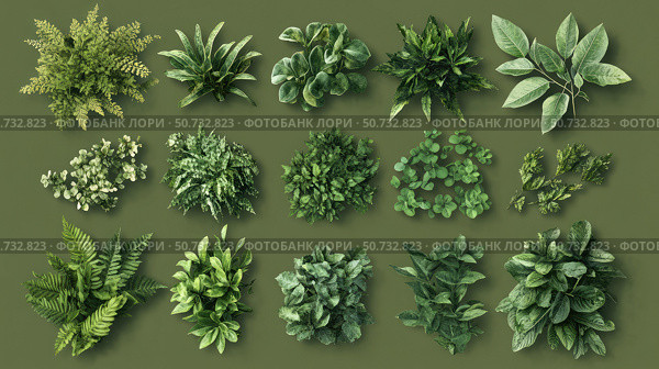 lavender medicinal plants. Стоковое фото, фотограф Vectorwin / Фотобанк Лори