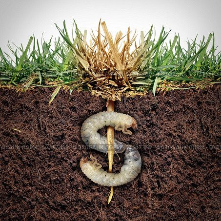Lawn damage cost and grub damaging a garden as chinch larva damaging grass roots causing an expensive brown patch disease in the turf as a composite image shaped as a money sign. Стоковое фото, агентство Ingram Publishing / Фотобанк Лори