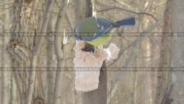 Лазоревка или синяя синица Cyanistes caeruleus клюёт сало. Стоковое видео, видеограф Александр Мамонтов / Фотобанк Лори