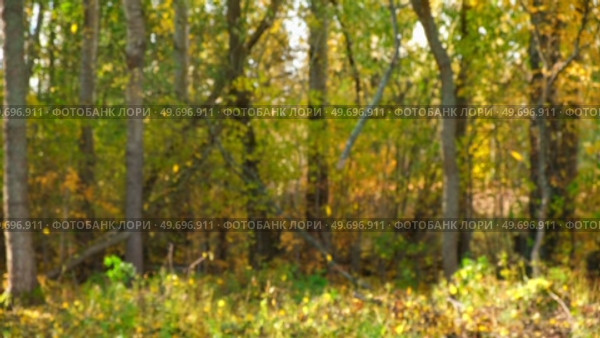 Leaf fall. Yellow leaves falling From The Tree on the grass ground. Carpet of autumn leaves. Warm fall sunny park. Colorful foliage in rural countryside. Autumn season. Leaves Blowing from treetops. Стоковое видео, видеограф Марина Демидюк / Фотобанк Лори