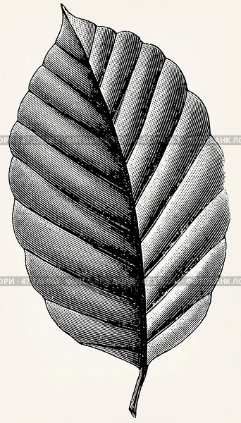 Leaf of Fagus sylvatica (European beech). Antique stylized illustration. Стоковое фото, фотограф Sergey Kohl / Фотобанк Лори