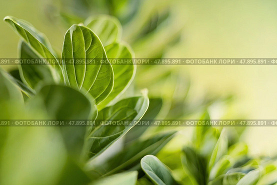 Leaves of a budding summer green plant. Стоковое AI-изображение, AI-художник Дмитрий Киселёв / Фотобанк Лори