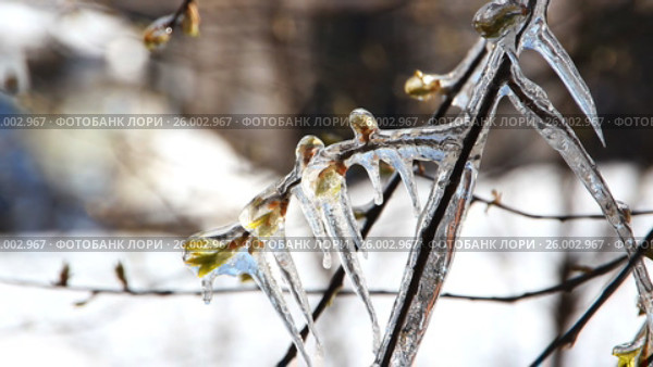 Лёд на дереве в весеннем лесу. Weather anomalies, frosts. Весенние заморозки, погодные аномалии. Стоковое видео, видеограф Светлана Промысловская / Фотобанк Лори