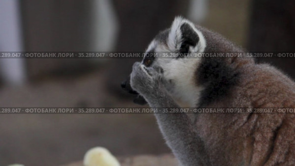 Лемур ест морковку. Lemur eats a carrot. Healthy food, the animal eats a vegetable. Стоковое видео, видеограф Мiлана Х / Фотобанк Лори