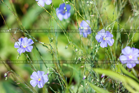 Лен (Linum usitatissimum) крупноцветковый многолетний. Стоковое фото, фотограф Светлана Качанова / Фотобанк Лори
