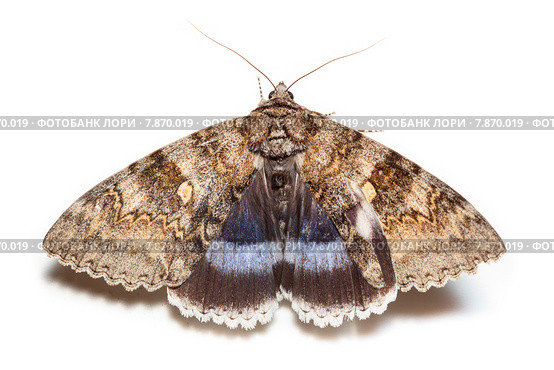 Ленточница голубая, Catocala fraxini, Blue underwing. Стоковое фото, фотограф Василий Вишневский / Фотобанк Лори