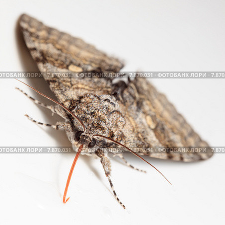 Ленточница голубая, Catocala fraxini, Blue underwing. Стоковое фото, фотограф Василий Вишневский / Фотобанк Лори