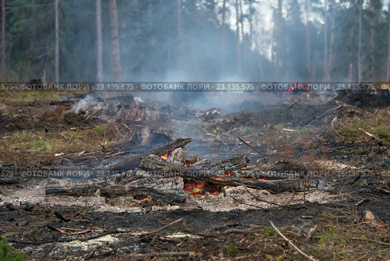 Лес вырубили и сжигают. Стоковое фото, фотограф Pukhov K / Фотобанк Лори