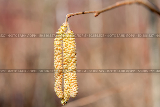 Лещина обыкновенная (Corylus avellana) весной цветет в лесу. Стоковое фото, фотограф Pukhov K / Фотобанк Лори