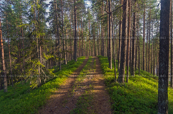 Лесная дорога поднимается на пригорок. Карелия. Стоковое фото, фотограф Сергей Рыбин / Фотобанк Лори
