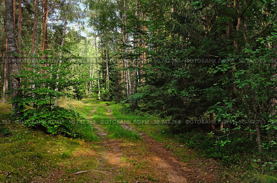 Лесная дорога в солнечный летний день. Стоковое фото, фотограф Ольга Дмитренко / Фотобанк Лори