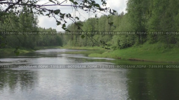 Лес.Река Паша. Стоковое видео, видеограф Звездочка ясная / Фотобанк Лори