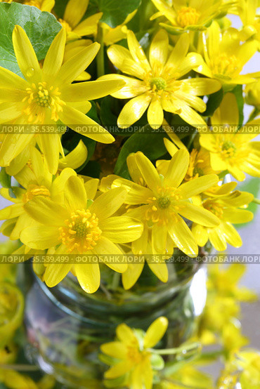 lesser celandine, fig-root butter-cup (Ranunculus ficaria, Ficaria verna) Стоковое фото, фотограф Марина Володько / Фотобанк Лори