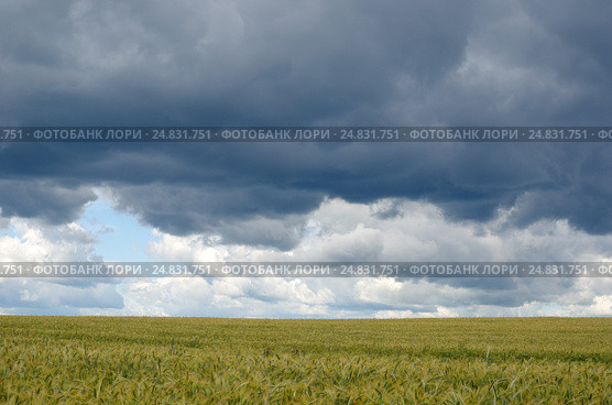 Летний пейзаж с грозовыми облаками над полем злаковых. Стоковое фото, фотограф Елена Коромыслова / Фотобанк Лори
