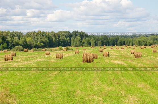 Летний сельский пейзаж с рулонами соломы в поле. Стоковое фото, фотограф Елена Коромыслова / Фотобанк Лори