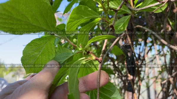 Лиана лимонника китайского, Schisandra chinensis. Концепция натуральных веществ для укрепления здоровья. весенние побеги лемонграсса. Стоковое видео, видеограф Светлана Акифьева / Фотобанк Лори