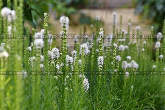 Liatris spicata Alba - belongs to the genus Liatris of the Asteraceae family. Стоковое фото, фотограф Володина Ольга / Фотобанк Лори