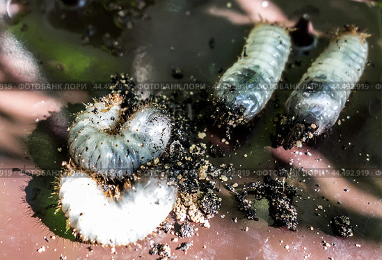 Личинка жука бронзовки золотистой (Cetonia aurata)/ Golden bronze beetle larvae (Cetonia aurata) Стоковое фото, фотограф Iva Noel / Фотобанк Лори