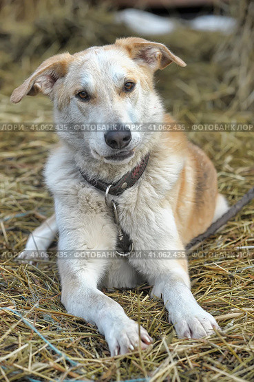 Light beige half-breed dog in the background of hay. Стоковое фото, фотограф Анна Кривицкая / Фотобанк Лори