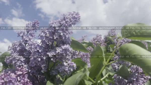 Lilac bushes sway in the wind against a cloudy sky. Стоковое видео, видеограф Ярославский Максим / Фотобанк Лори