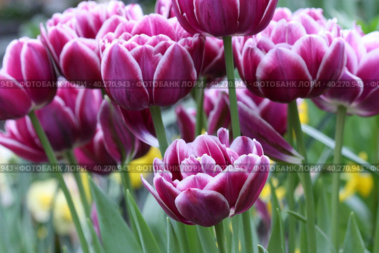 Lilac tulips close up. Macro. A background horizontally with beautiful terry tulips. Tulipa. Liliaceae Family. Стоковое фото, фотограф Говорова Лариса / Фотобанк Лори