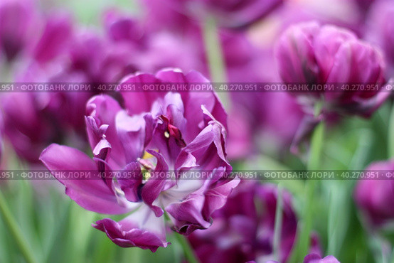 Lilac tulips close up. Macro. A background horizontally with beautiful terry tulips. Tulipa. Liliaceae Family. Стоковое фото, фотограф Говорова Лариса / Фотобанк Лори