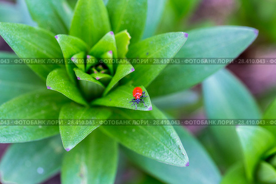 Лилейная трещалка (Lilioceris lilii) Scarlet Lily Beetle (Lilioceris lilii) adult, on lily leaf in garden. Стоковое фото, фотограф Ольга Сейфутдинова / Фотобанк Лори