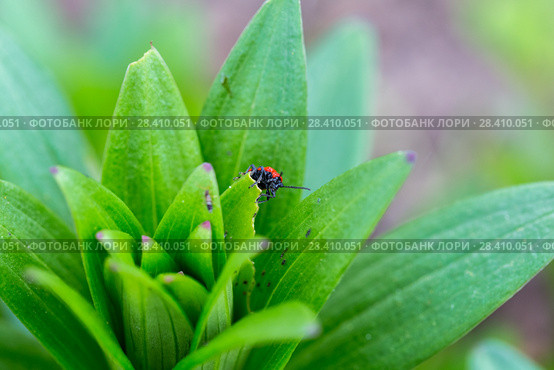 Лилейная трещалка (Lilioceris lilii) Scarlet Lily Beetle (Lilioceris lilii) adult, on lily leaf in garden. Стоковое фото, фотограф Ольга Сейфутдинова / Фотобанк Лори
