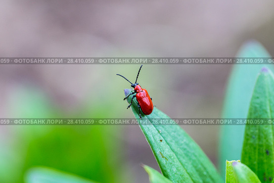 Лилейная трещалка (Lilioceris lilii) Scarlet Lily Beetle (Lilioceris lilii) adult, on lily leaf in garden. Стоковое фото, фотограф Ольга Сейфутдинова / Фотобанк Лори