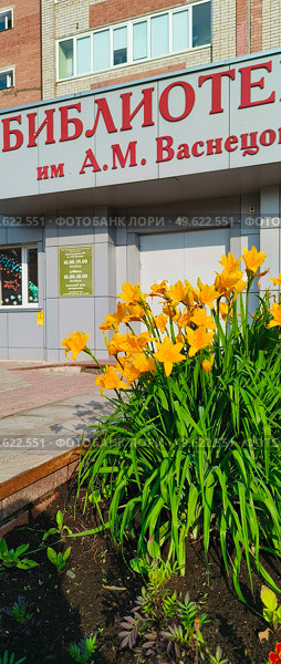 Лилейник (Hemerocallis) – род растений семейства Асфоделовые (Asphodelaceae) лилейник буро-желтый на клумбе перед входом в библиотеку А. М. Васнецова. Редакционное фото, фотограф Светлана Русских / Фотобанк Лори