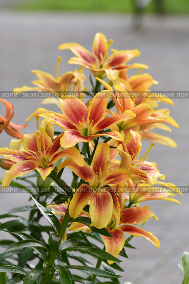 Lilium OA-hybrid Kavery in the flower garden. Стоковое фото, фотограф Володина Ольга / Фотобанк Лори