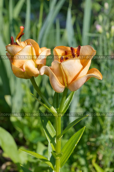 Лилия азиатская махровая "Эйприкот Фадж" (Lilium asiatic Apricot Fudge) цветет в саду. Стоковое фото, фотограф Елена Коромыслова / Фотобанк Лори