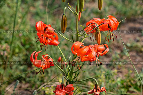 Лилия кудреватая (Lilium pilosiusculum ), на острове Ольхон на озере Байкал. Стоковое фото, фотограф Александр Тараканов / Фотобанк Лори