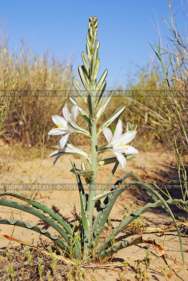 Лилия пустыни. Desert Lily (2009 год). Стоковое фото, фотограф Julia Nelson / Фотобанк Лори