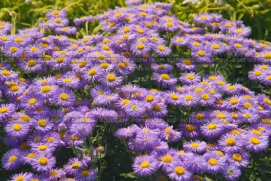 Лиловые ромашки (Aster amelloides) Стоковое фото, фотограф Борис Сунцов / Фотобанк Лори