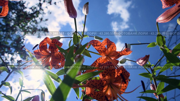 Lily lanceolate red in the garden in the bright sun against the blue sky. Growing flowers. Gardening. Стоковое видео, видеограф Дмитрий Кобзев / Фотобанк Лори