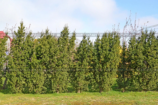 Линейная посадка тиса ягодного (Taxus  baccata L.) в городском сквере. Стоковое фото, фотограф Ирина Борсученко / Фотобанк Лори